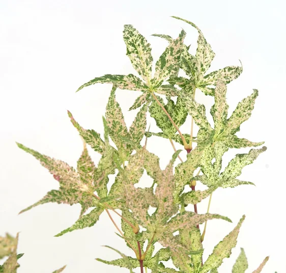Acer palmatum 'Ukigumo' Standard 15L - image 2