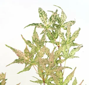 Acer palmatum 'Ukigumo' Standard 15L - image 2