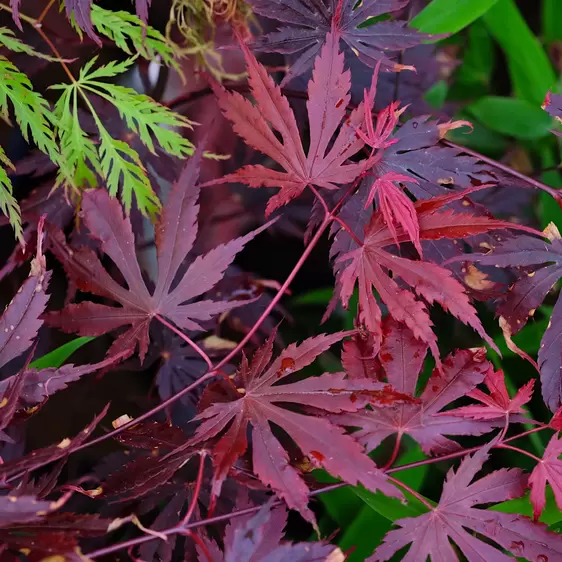 Acer palmatum 'Yasemin' 8L