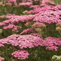 Achillea