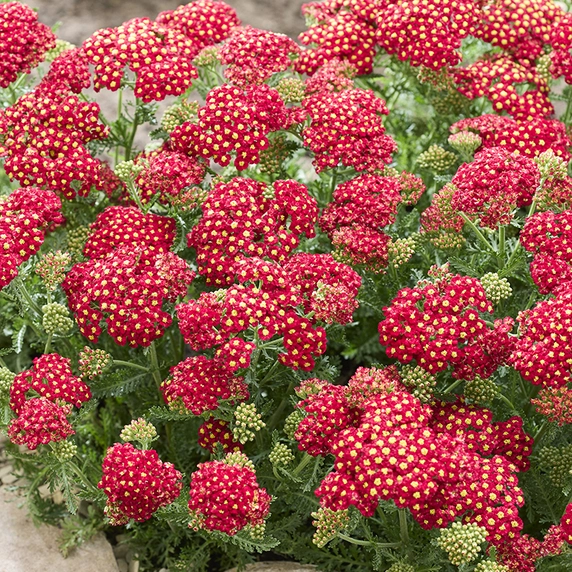 Image Credit: Kernock Park Plants Ltd.