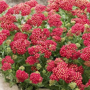 Image Credit: Kernock Park Plants Ltd.