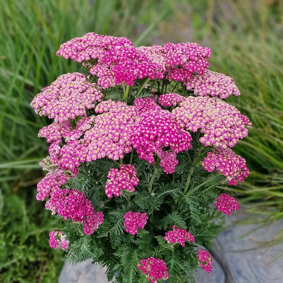 Image Credit: Kernock Park Plants Ltd.