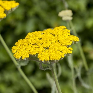 Picture - Ball Horticultural