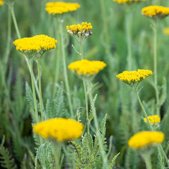 Achillea 'Coronation Gold' 2L - image 2