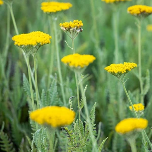 Achillea 'Coronation Gold' 2L - image 2
