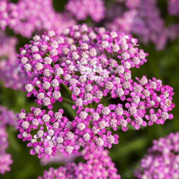 Achillea millefolium 'Lilac Beauty' 3L