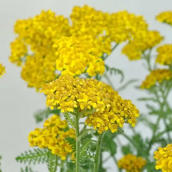 Achillea millefolium 'Little Moonshine'