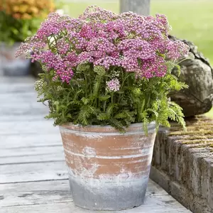 Achillea millefolium 'Milly Rock Rose' 3L