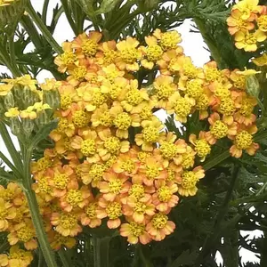 Achillea millefolium 'Milly Rock Yellow Terracotta' 1L