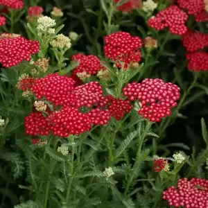 Achillea millefolium 'New Vintage Red'