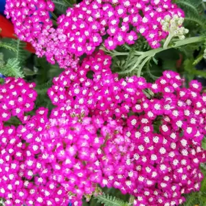 Achillea millefolium 'New Vintage Rose'