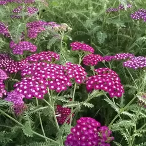 Achillea millefolium 'New Vintage Violet' - image 2