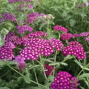 Achillea millefolium 'New Vintage Violet' - image 2