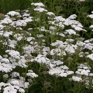 Achillea millefolium 'New Vintage White'