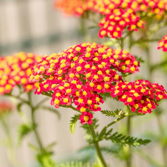 Achillea millefolium 'Paprika'
