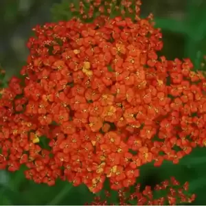 Achillea millefolium 'Peggy Sue' 3L