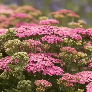 Achillea millefolium 'Pretty Belinda' 3L - image 1