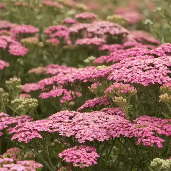 Achillea millefolium 'Pretty Belinda' 3L - image 2