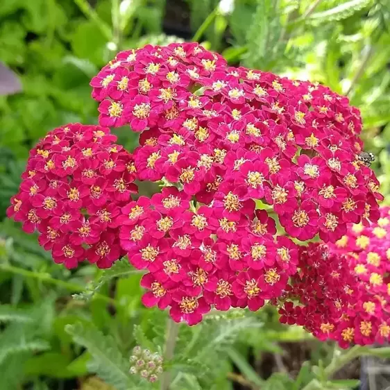 Achillea millefolium 'Red Velvet' 3L