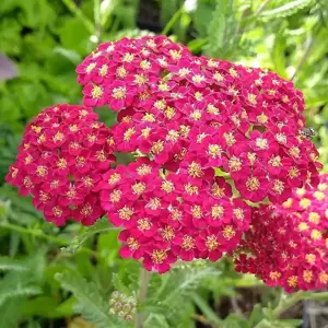Achillea millefolium 'Red Velvet' 3L