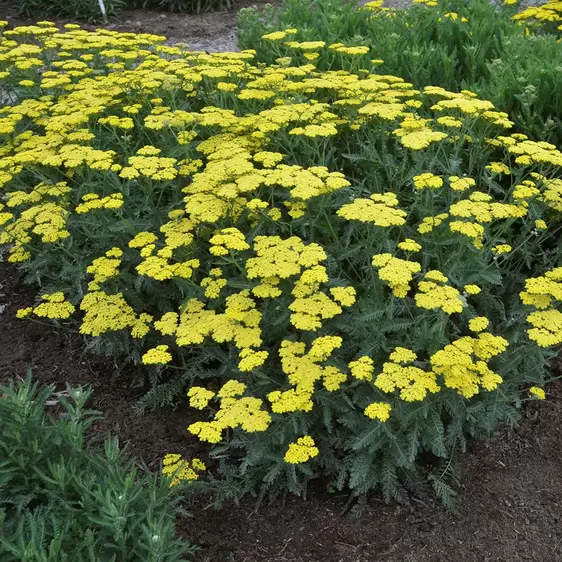 Picture Credit - Ball Horticultural Company