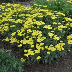Picture Credit - Ball Horticultural Company