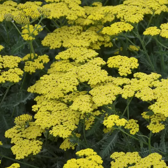 Picture Credit - Ball Horticultural Company