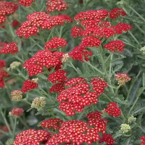 Picture Credit - Ball Horticultural Company
