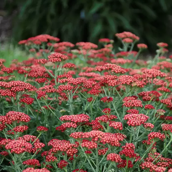 Picture Credit - Ball Horticultural Company