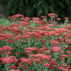 Picture Credit - Ball Horticultural Company