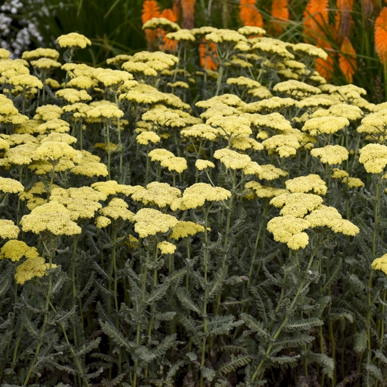 Picture - Walter's Gardens Inc.