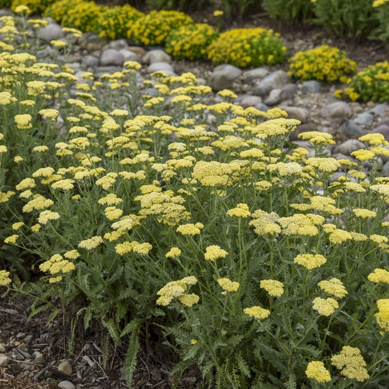 Picture - Walter's Gardens Inc.