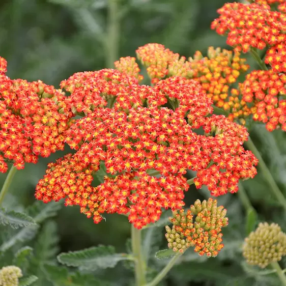 Picture Credit - Ball Horticultural Company