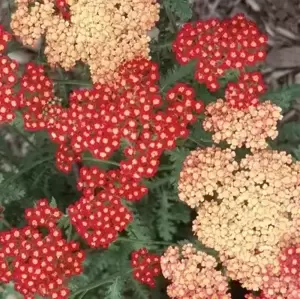 Achillea millefolium 'Strawberry Seduction'