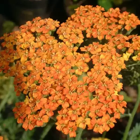 Achillea millefolium 'Terracotta' 3L - image 1