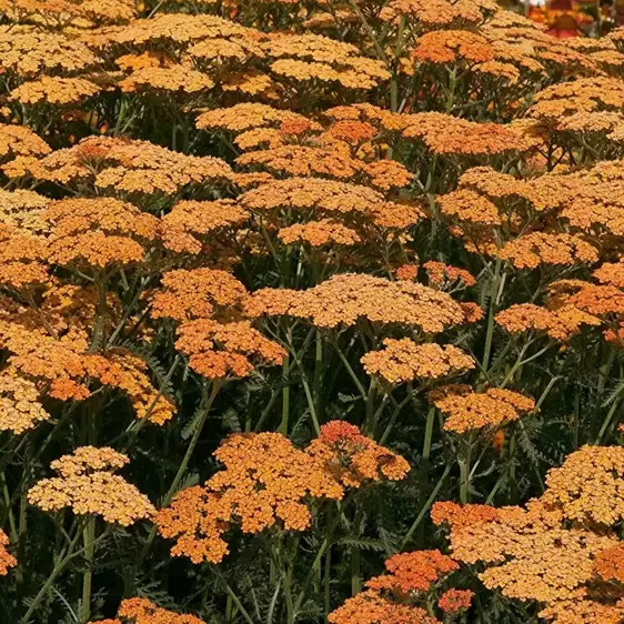 Achillea millefolium 'Terracotta' 3L - image 2