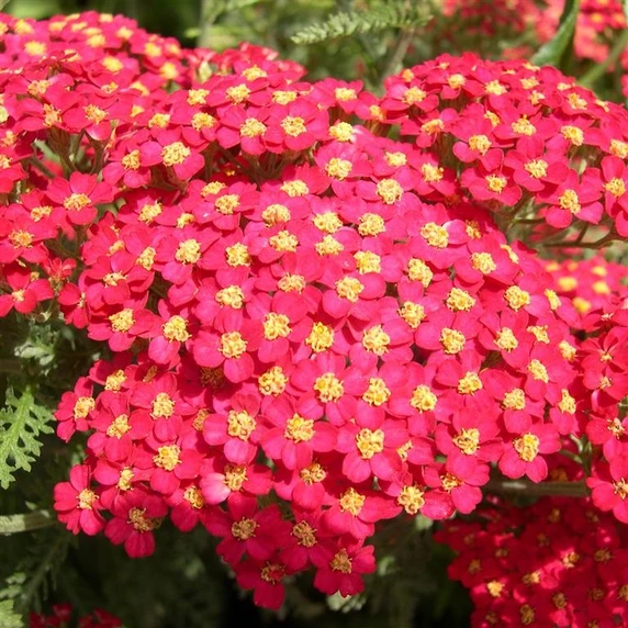 Picture - Kernock Park Plants