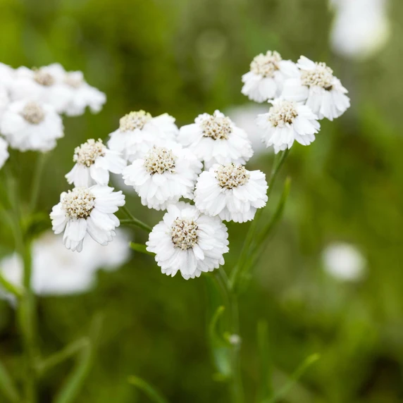 Achillea ptarmica 'The Pearl' 1L - image 1