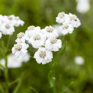 Achillea ptarmica 'The Pearl' 1L - image 1