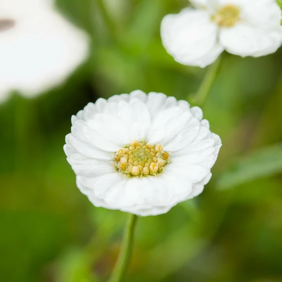 Achillea ptarmica 'The Pearl' - image 2