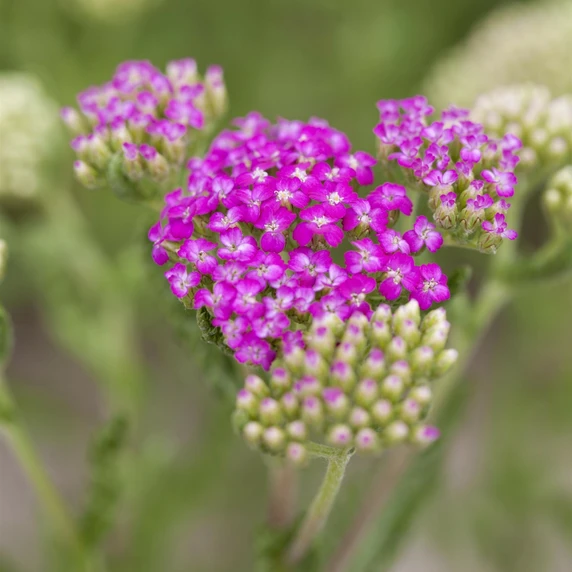 Achillea millefolium 'Tutti Frutti Pink Grapefruit' - image 1
