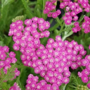 Image Credit: Bridge Nursery