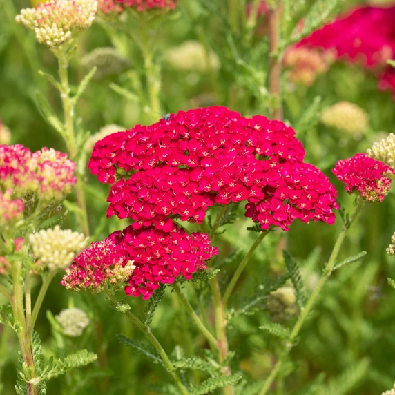 Picture Credit - Ball Horticultural Company