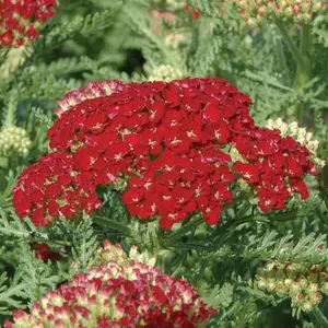 Achillea millefolium 'Tutti Frutti Pomegranate' 1L