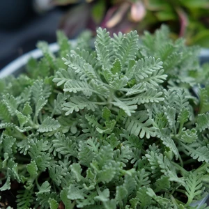 Achillea x huteri