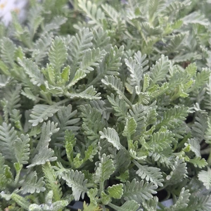 Achillea x kellereri 1L