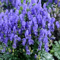 Aconitum