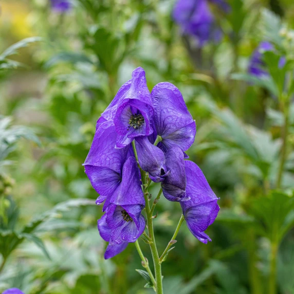 Aconitum carmichaelii 'Arendsii' - image 2