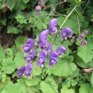 Aconitum napellus - image 1